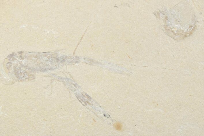 Cretaceous Lobster (Pseudostacus) Fossil - Lebanon #376340